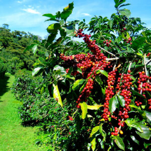Tropical Evergreen Premium Coffee Plant Seeds – Indoor & Outdoor