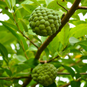 Tropical Custard Apple Seeds – Easy-to-Grow Fruit Plant
