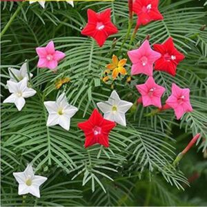 Cypress Vine Mix Seeds – Star Glory Creeper Flowers