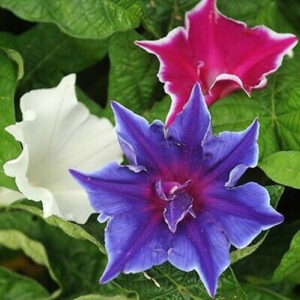 Kikyo-Zaki Mix Seeds – Japanese Morning Glory Vine Creeper