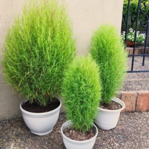 Kochia Trichophylla – Spring Summer Beautiful Round Bush Plant for Landscaping