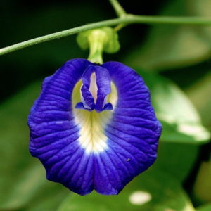 Butterfly Pea Blue Creeper Seeds – Vine Climbing Flowers Plant for Garden