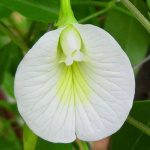 Butterfly Pea White Creeper Seeds – Vine Climbing Flowers Plant for Garden