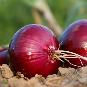 Red Onion Plant Seeds – Indoor & Outdoor Vegetable