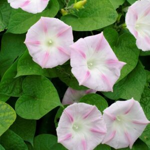 Shiva Morning Glory Seeds – Purple Creeper Vine