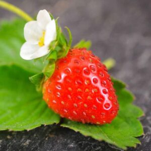 Summer Strawberry Tresca Seeds – Indoor or Outdoor Planting