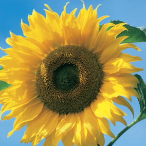 Summer & Spring Giant F1 Tall & Vibrant Sunflower 20 Seeds