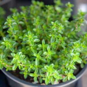 Thyme Herb Seeds – Organic Culinary & Medicinal Herb